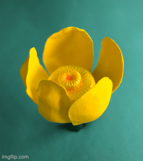 Yellow Pond Lily (2025)
